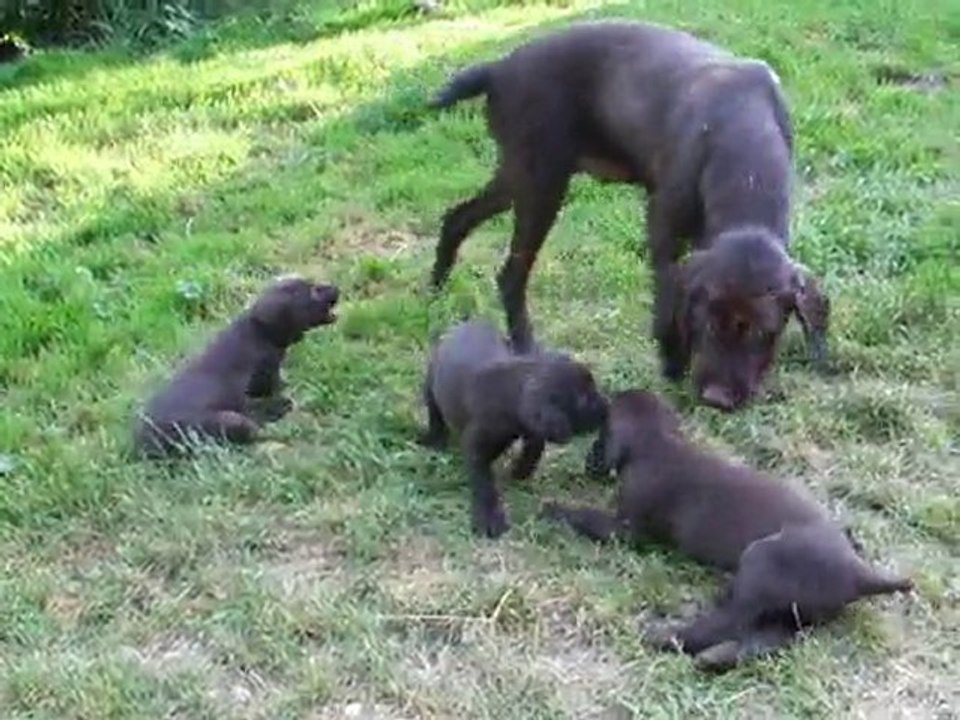 Chiots Pudelpointer
