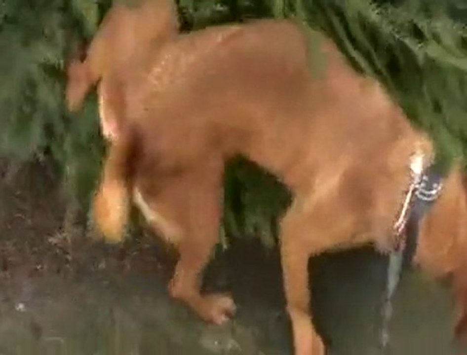 Les Loulous du refuge des amis de Luna (Montdidier)