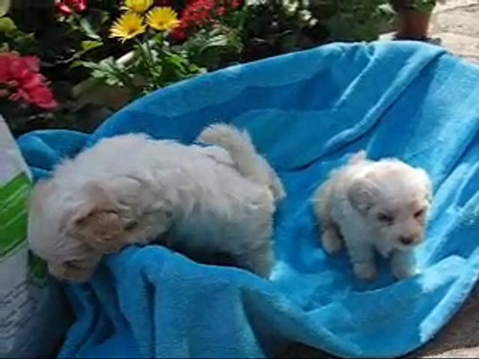 Coton de Tulear