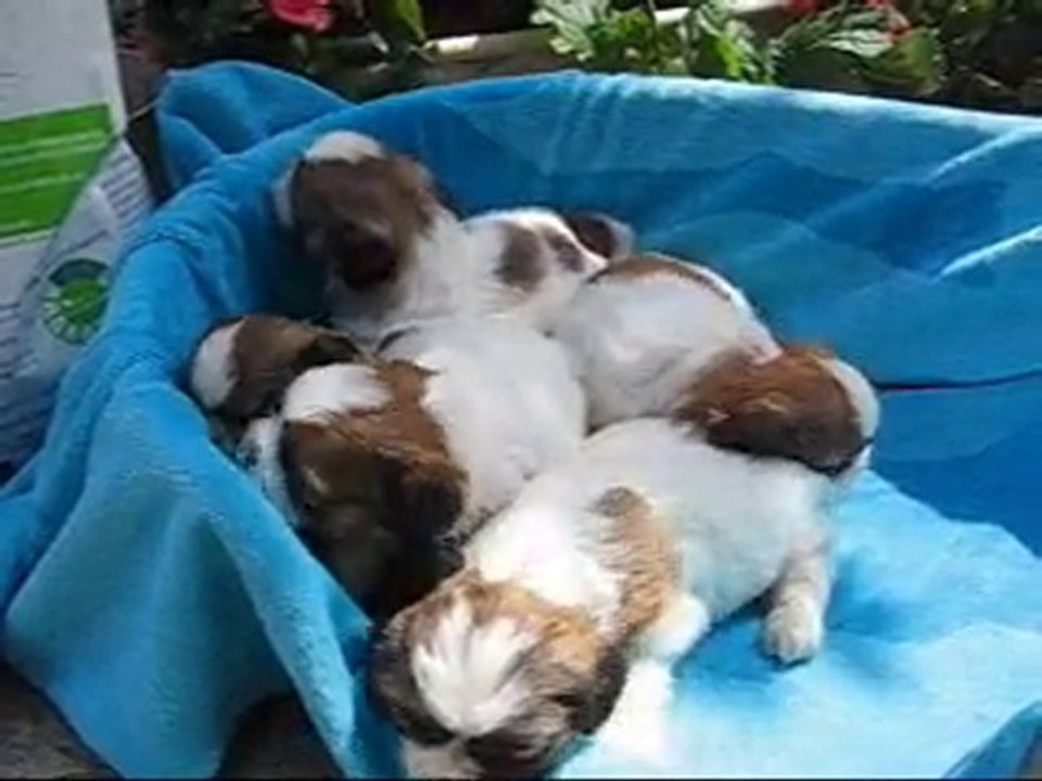 Shih-Tzu
