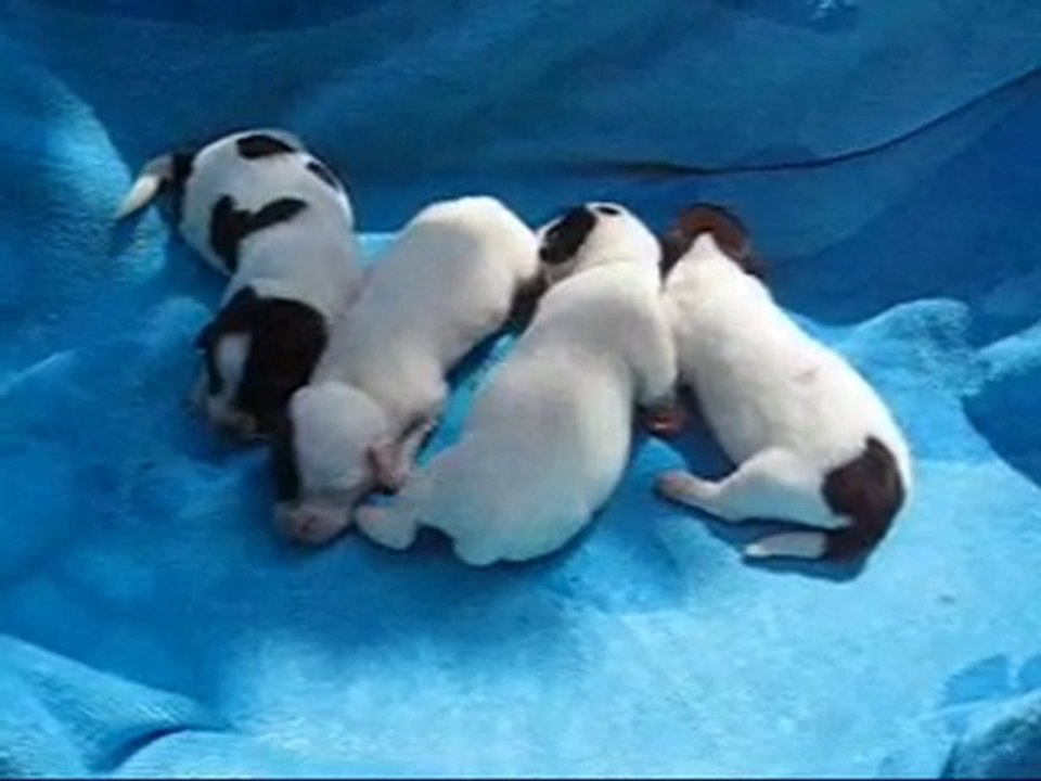 Jack Russel