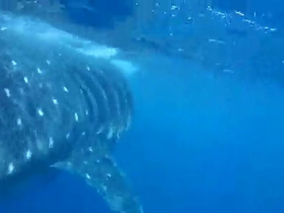 LES BALEINES A ISLAS MUJERES