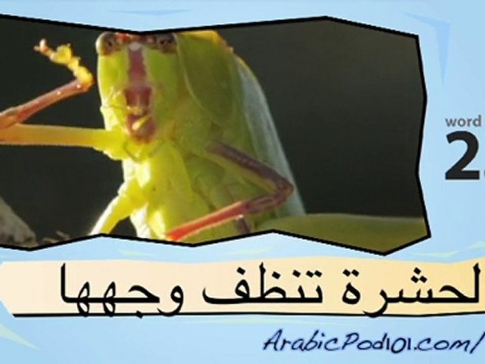Learn Arabic-Learn with Arabic Insects 2 video