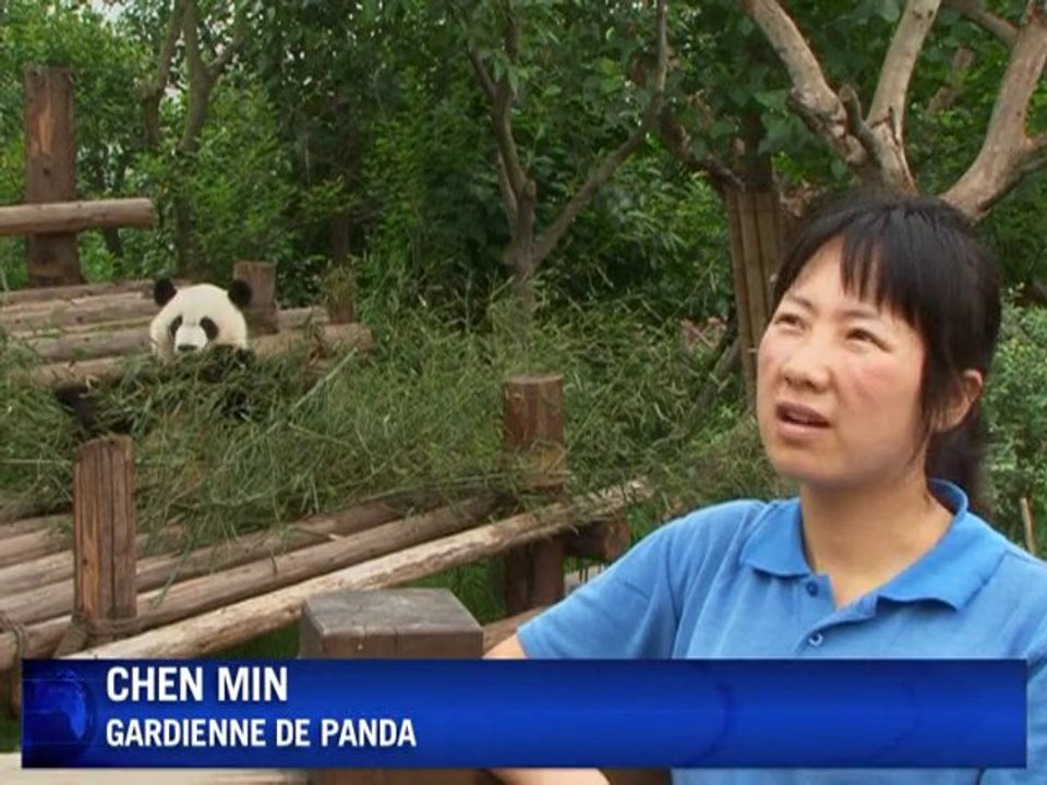 Le centre des pandas recrute des gardiens du monde entier