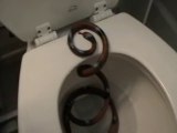 Trova un serpente (finto) nel wc e impazzisce