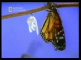 Conducta sexual de las mariposas monarca
