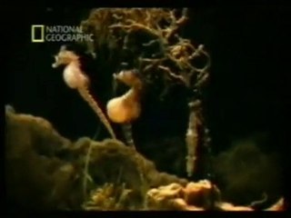 Cambio de sexo: Hipocampos y pez payaso