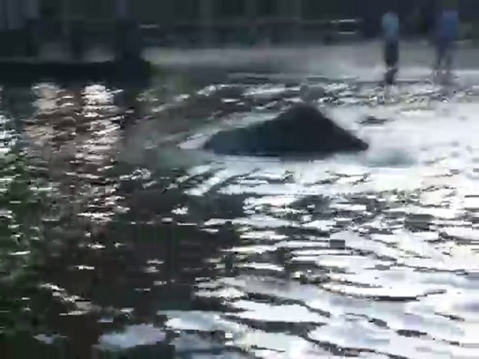 Le bain des elephants