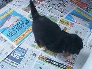 Chiots à 1 mois