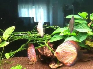 Discus Ols & Dorie - Juin 2010