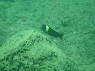 MASWA - lake Tanganyika