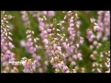 FloraFarm Ginseng auf TV ZDF