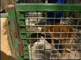 Fethiye Hayvan Bakım Merkezi TRT'de...