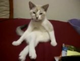 Bacak Bacak Üstüne Atan Kedi