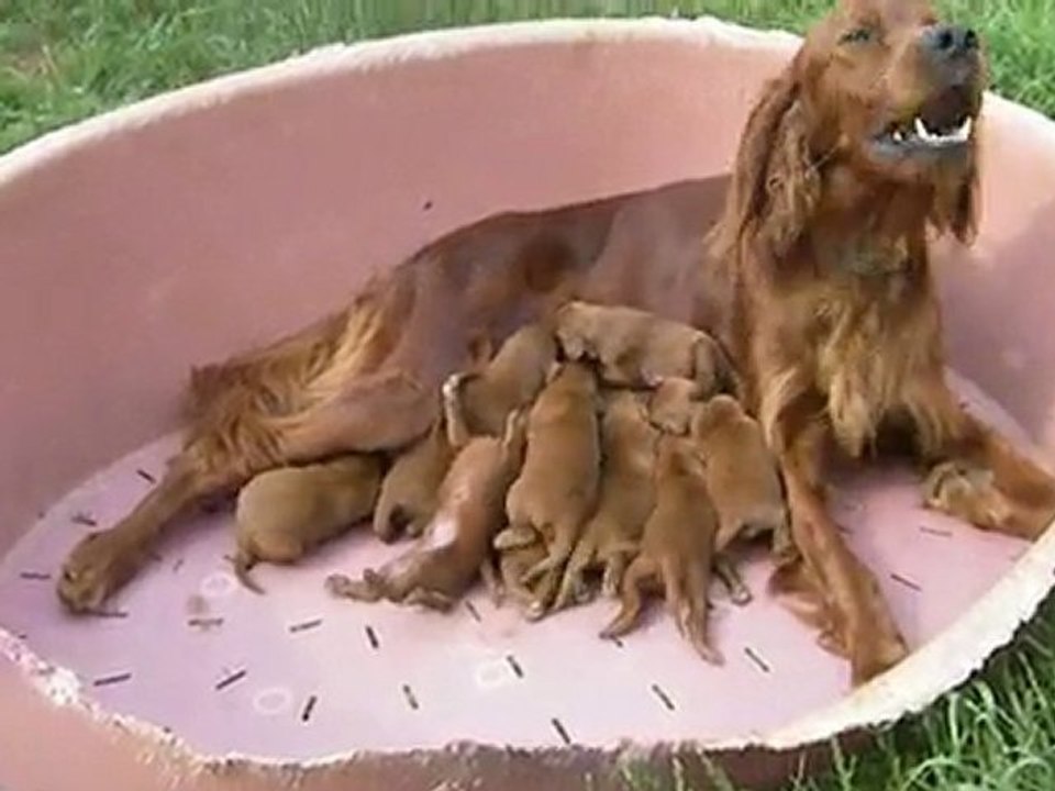 video portee athana phlox juin 2010