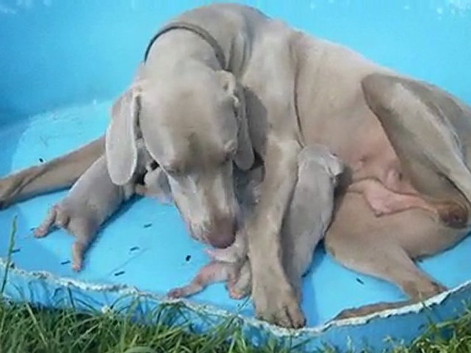 video portee duchesse dune 23 06 2010