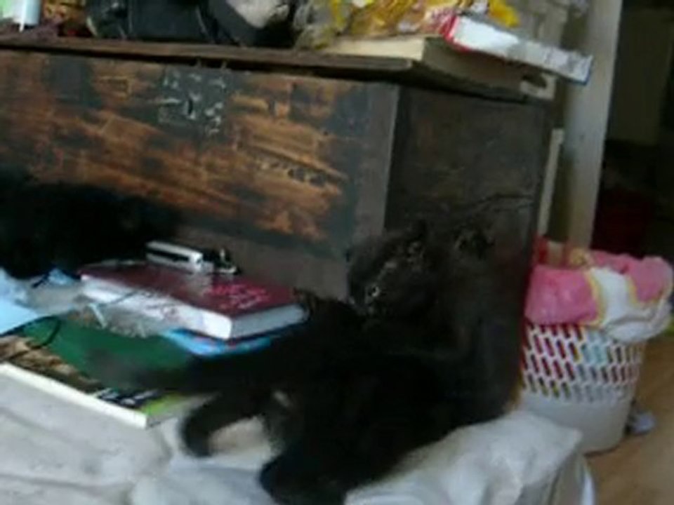 poupoune et les titis 08.07.2010