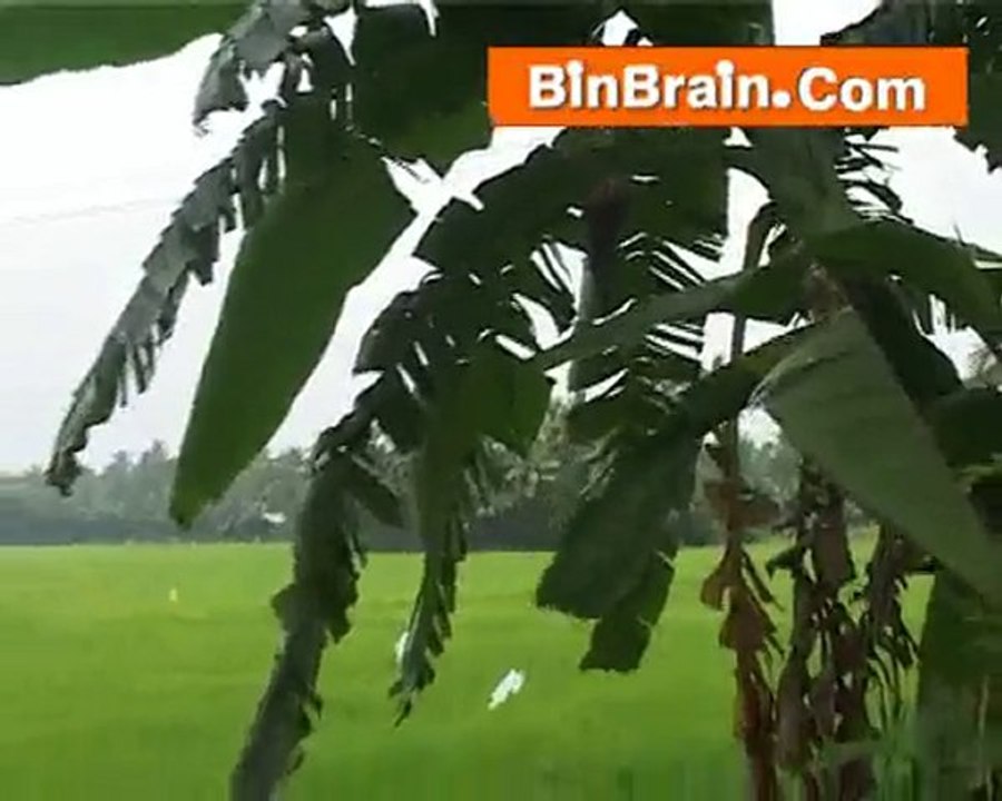Paddy in Kumarakom