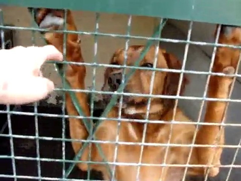 LOULOUS A L'ADOPTION AU REFUGE DES AMIS DE LUNA