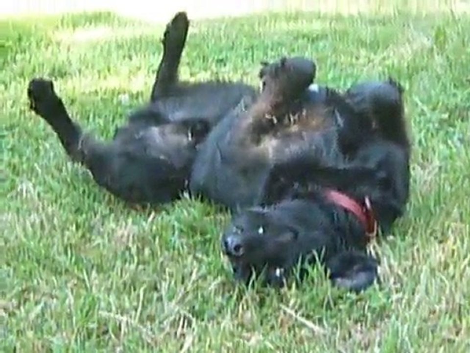 Kermit joue au fond du terrain (suite)