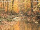 Free HD & SD Stock Footage of Autumn