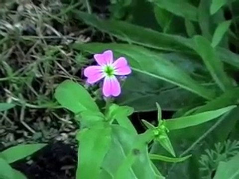 bloemen van rood|noot (1)