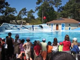 Spectacle d'otarie suite