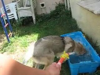 chien loup tchecoslovaque et l eau