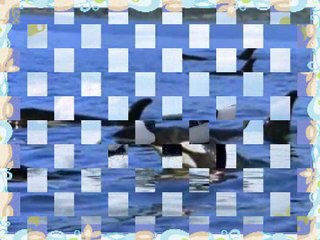 l'univers sous marin