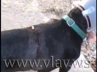 Deer almost killed my dachshund