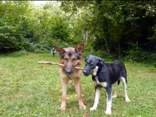 Eclair et Shaïna dans le parc des Amis des Bêtes