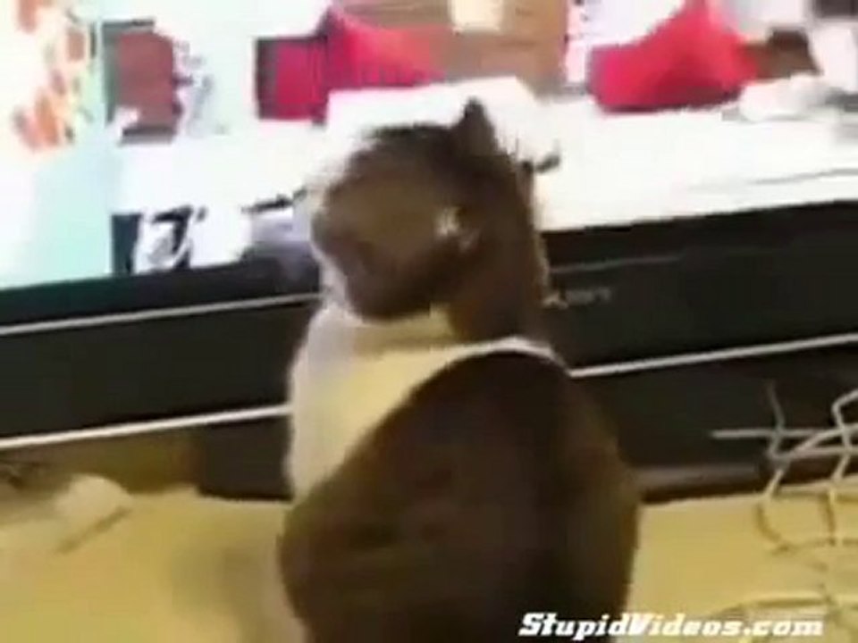 Bu Kedi Gerilim filminde başrol oynar