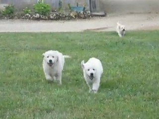 video  3 chiots callypso juin 2010