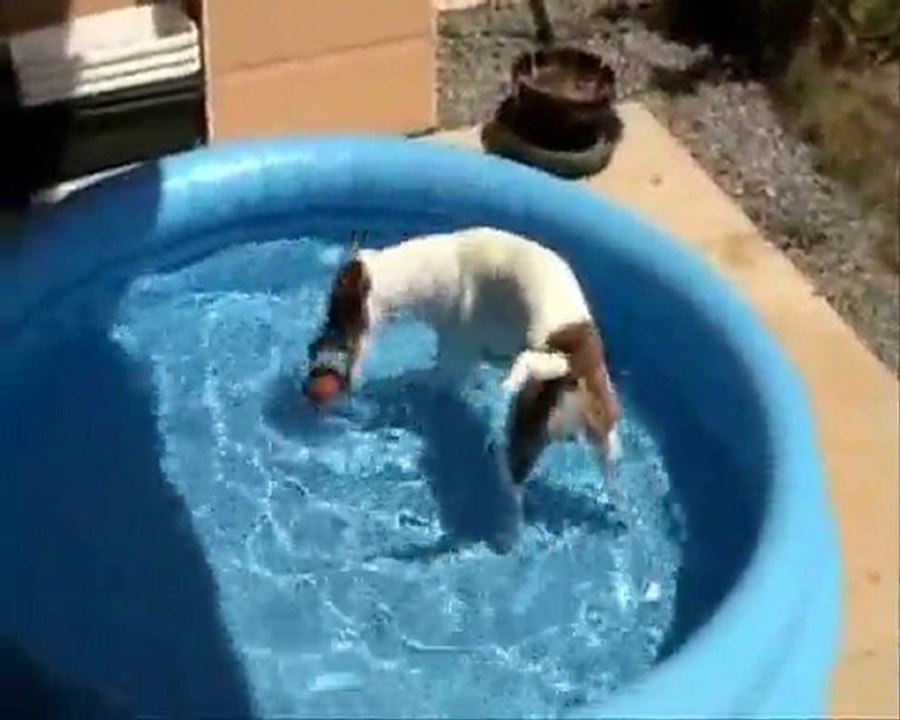Emmy jack russel joue dans sa piscine.