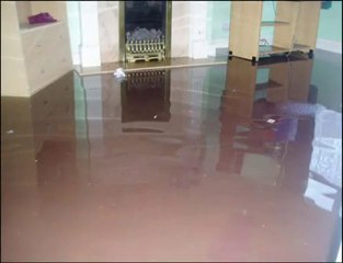 What is Mold & The Importance of Mold Removal Tampa