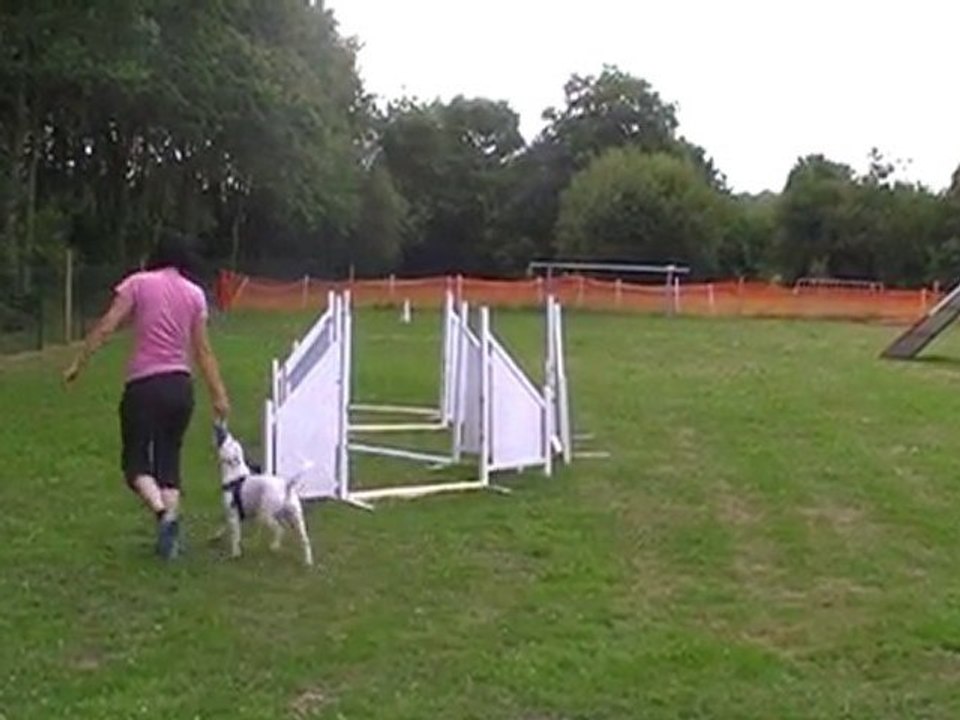 Puppy Jumping : Bent work