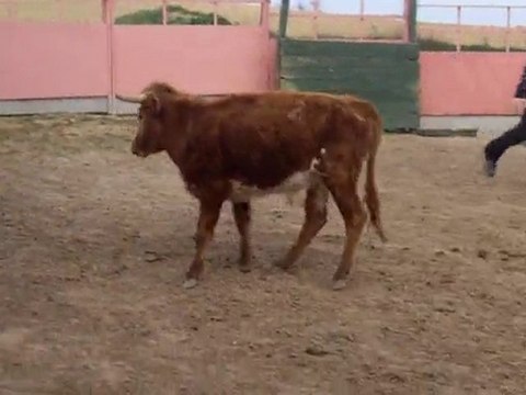 Despedidas de soltero Logroño y de soltera. Capea.