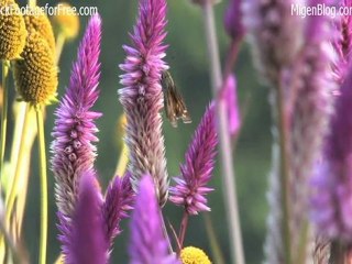 Free HD and SD Stock Footage of Purple Flowers