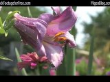 Free HD stock footage of misty lily flowers