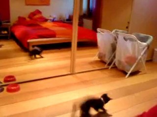 Dipsy pète un cable