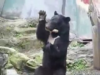 L’ours kung-fu