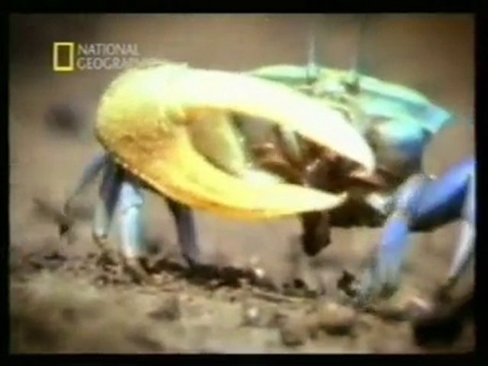 Conducta sexual de los cangrejos