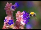 Fleurs et insectes-1-