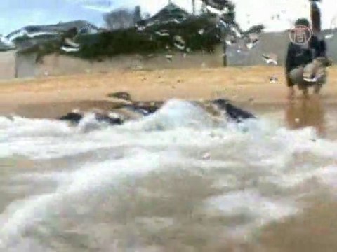 Без комментариев: пингвинов выпускают на волю