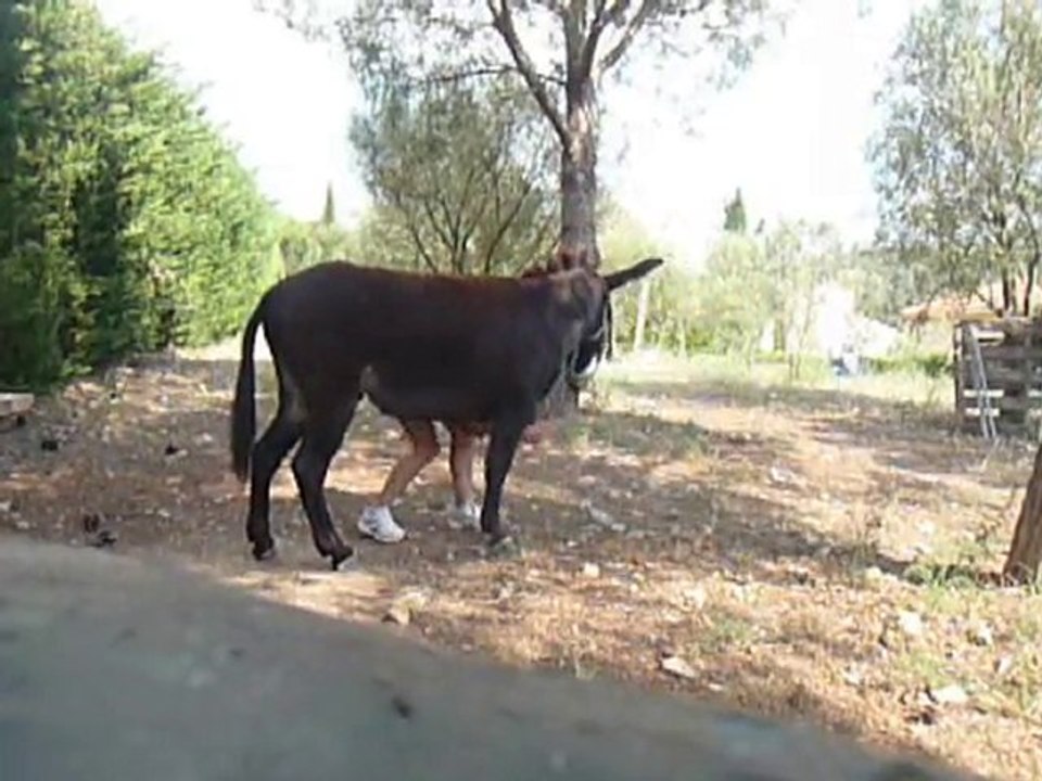 Pepito et moi Reverance