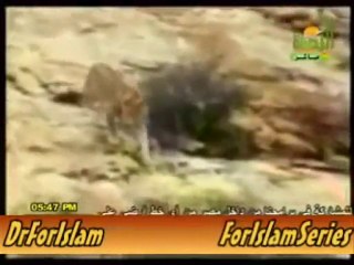 هادا قلب أسد وأين قلب البشر