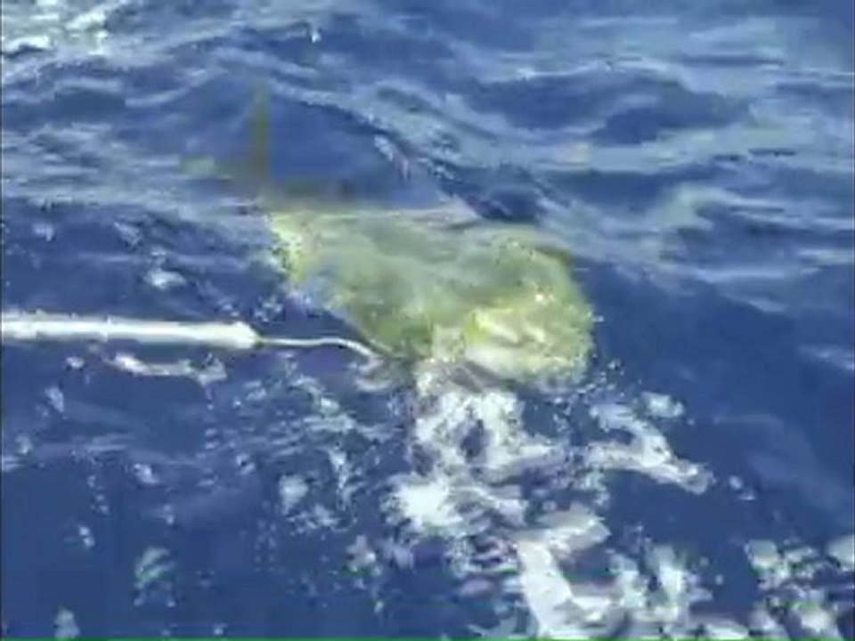 Mahi Mahi 40LB
