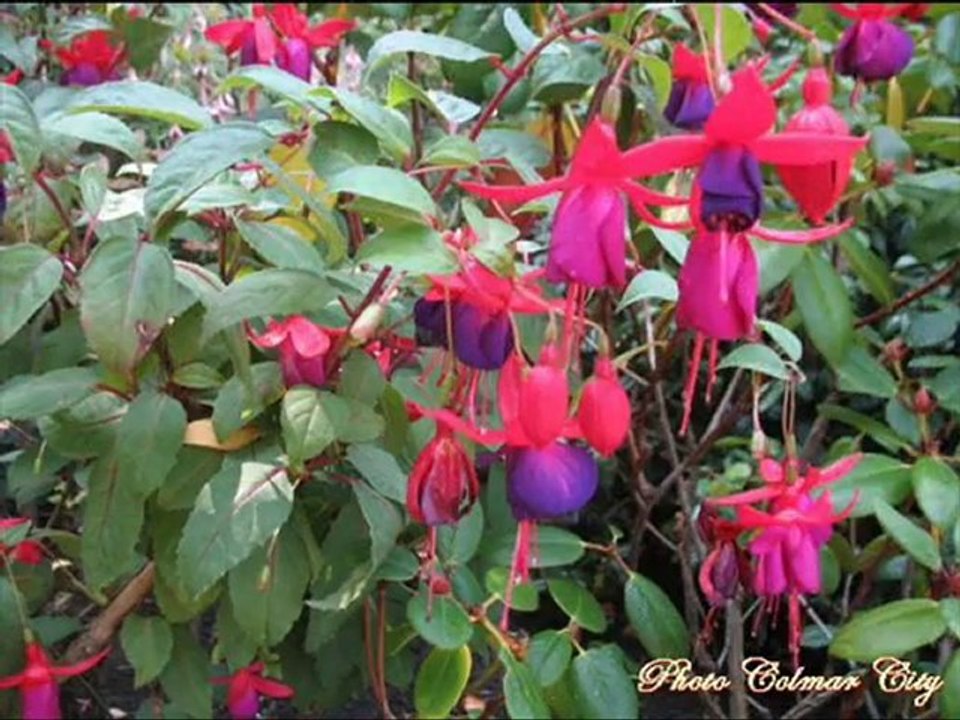 Butchart Garden 2
