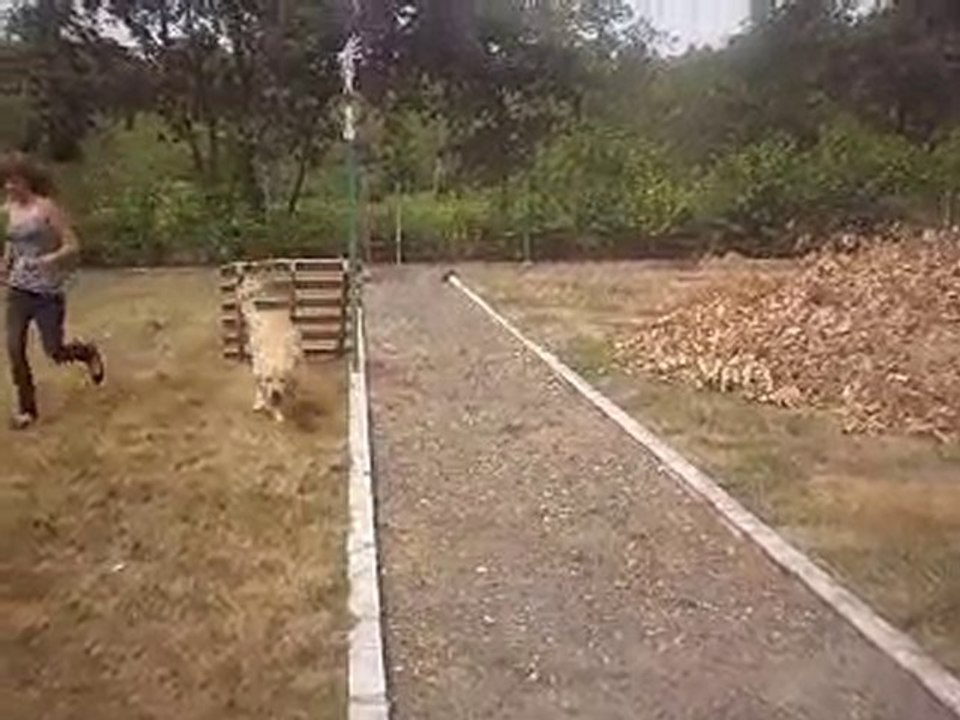 mon chien saute 1m10 et d'autre saut