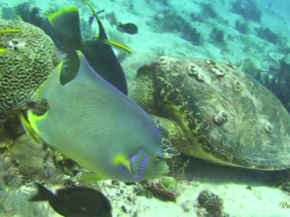 tortue au mexique